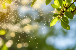 スギ花粉が舞う春一番の季節に耳への影響を気にかける様子をイメージした写真