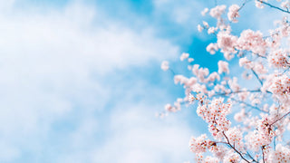桜が風に揺れる音や小鳥のさえずりを集音器で楽しむお花見の情景をイメージした写真